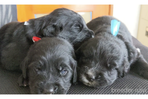 成約済の三重県のミックス犬-346733の3枚目